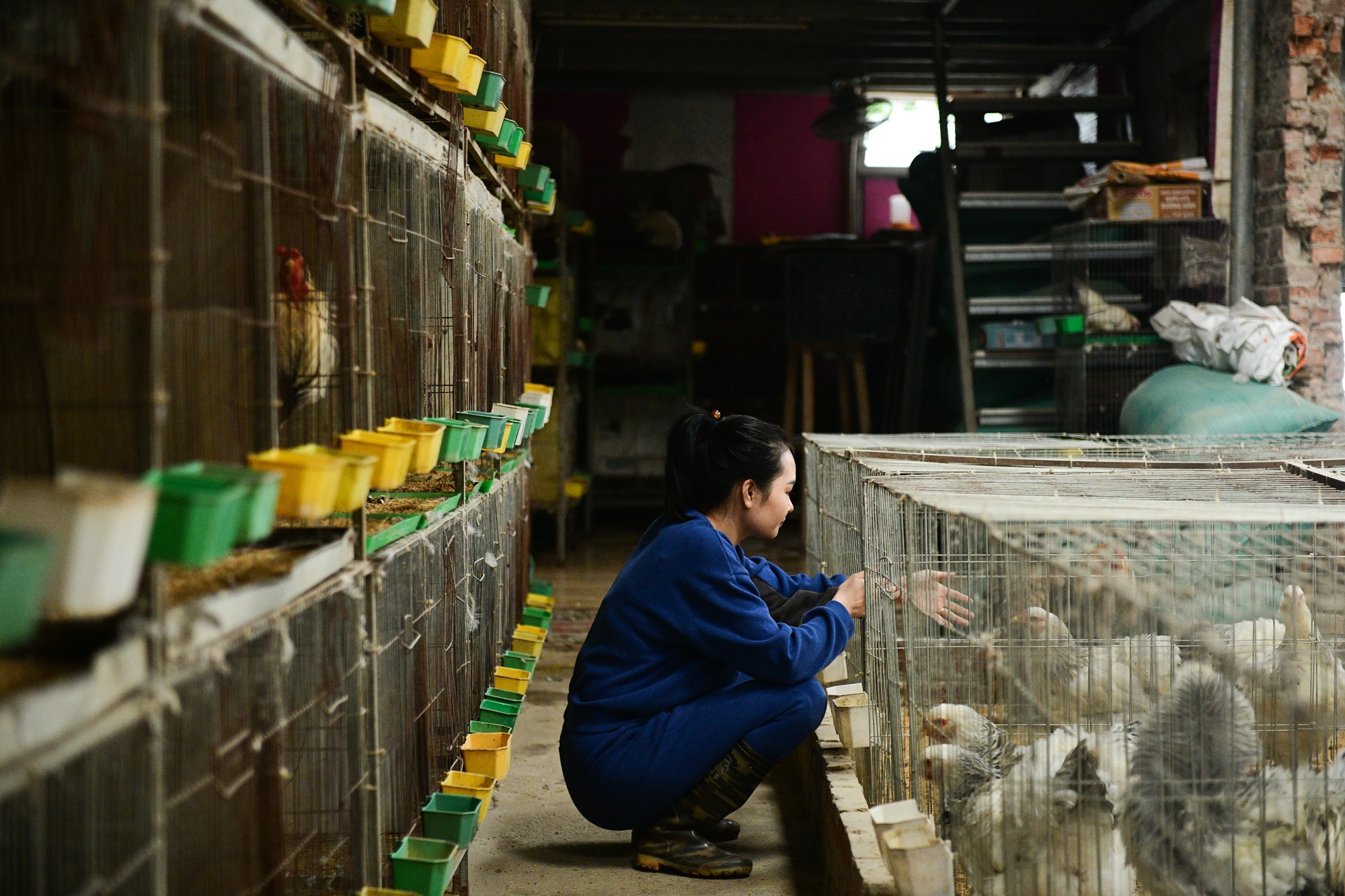 nuoi ga canh,  Tet Nguyen Dan anh 7