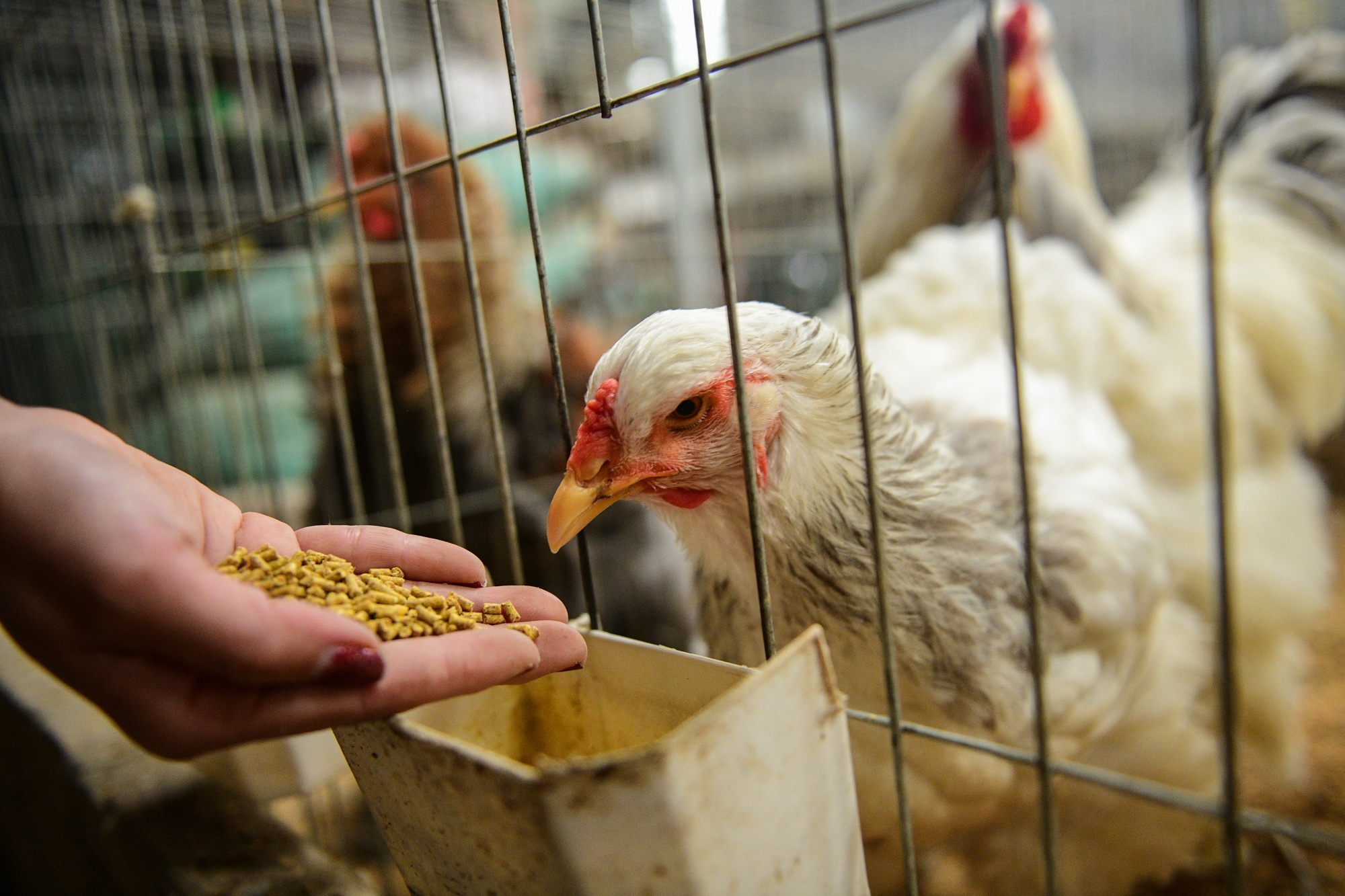 nuoi ga canh,  Tet Nguyen Dan anh 8