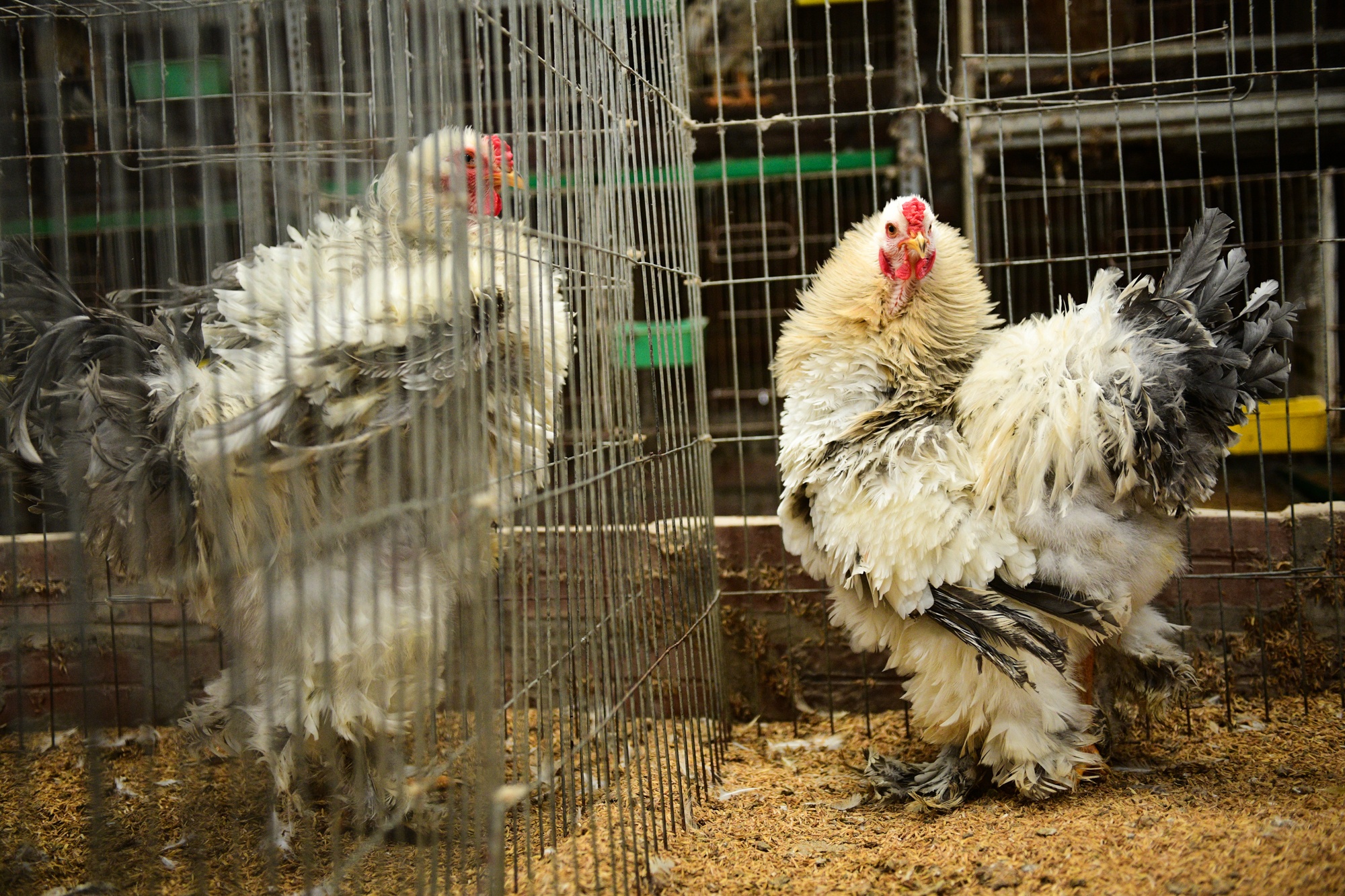 nuoi ga canh,  Tet Nguyen Dan anh 5