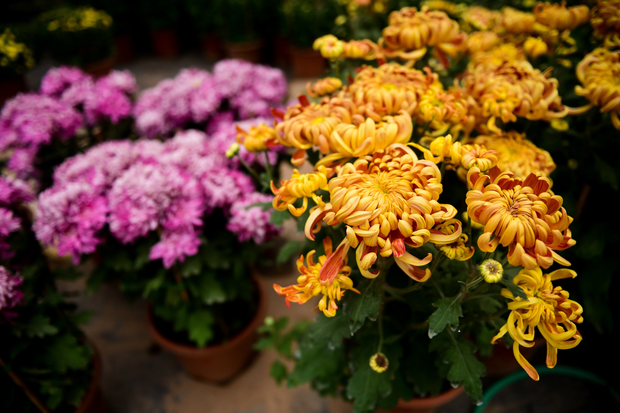 cho cay canh dip Tet,  buoi dien canh anh 10