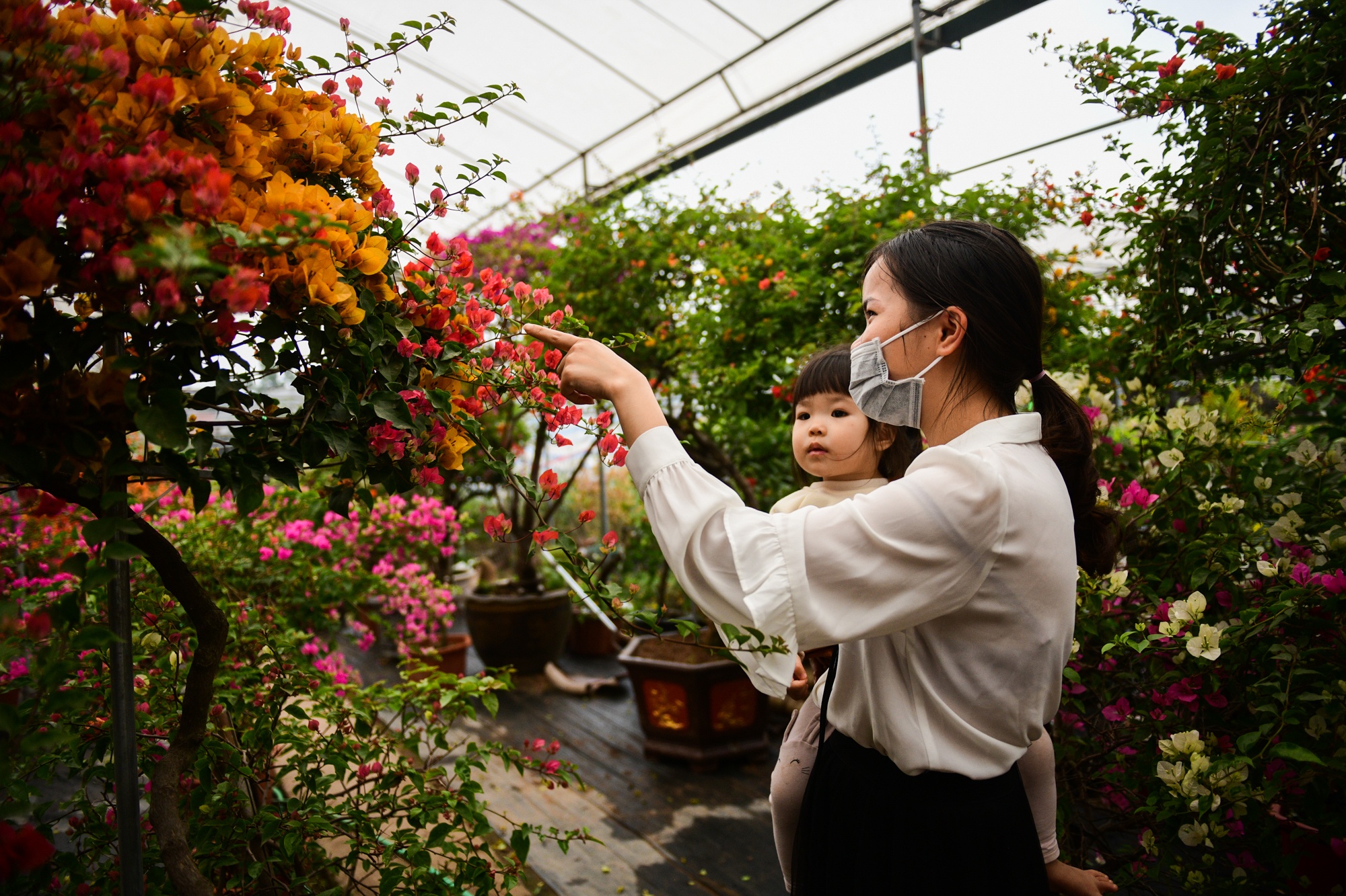 cho cay canh dip Tet,  buoi dien canh anh 11