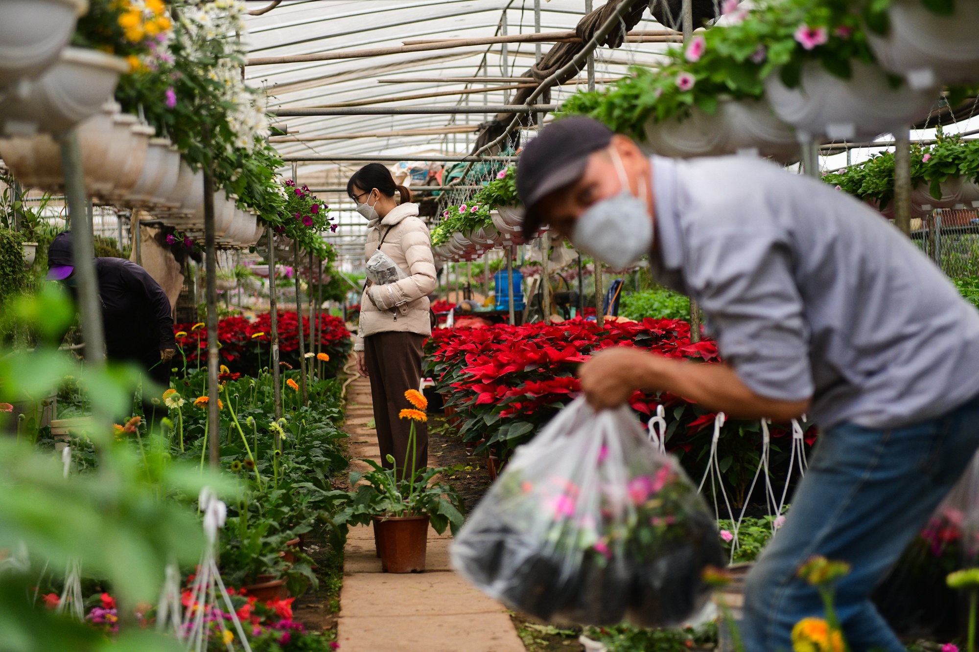 cho cay canh dip Tet,  buoi dien canh anh 2
