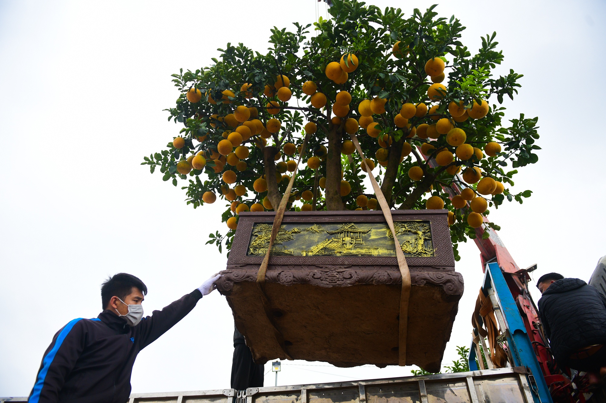 cho cay canh dip Tet,  buoi dien canh anh 3