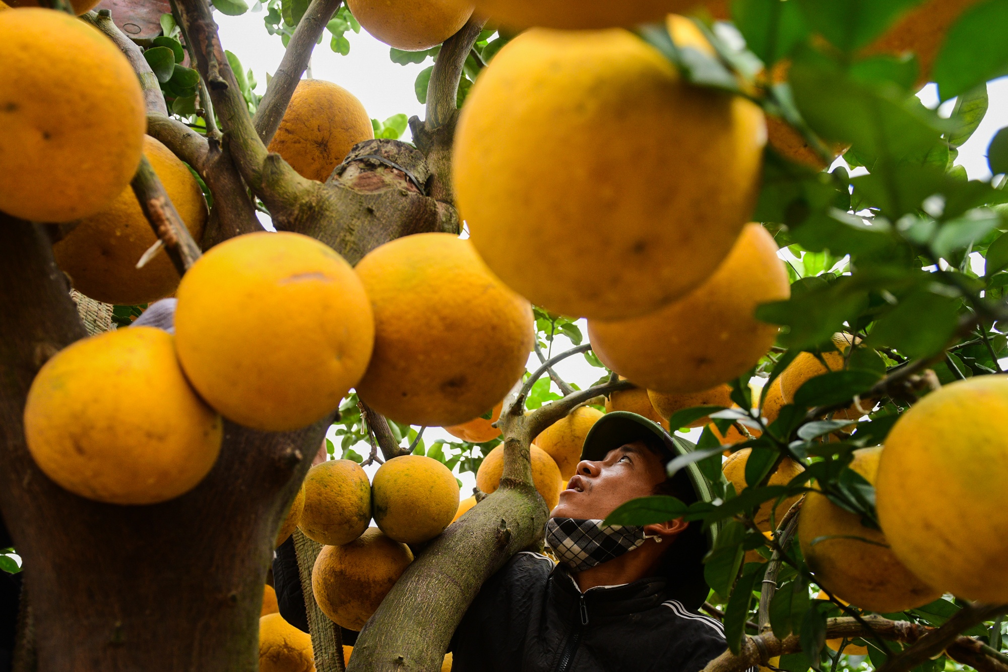 cho cay canh dip Tet,  buoi dien canh anh 4