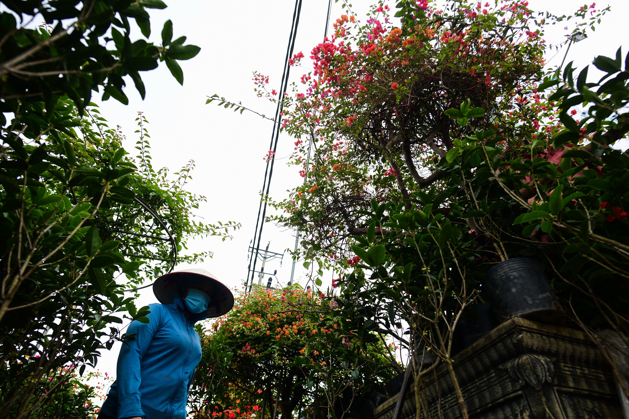 cho cay canh dip Tet,  buoi dien canh anh 7