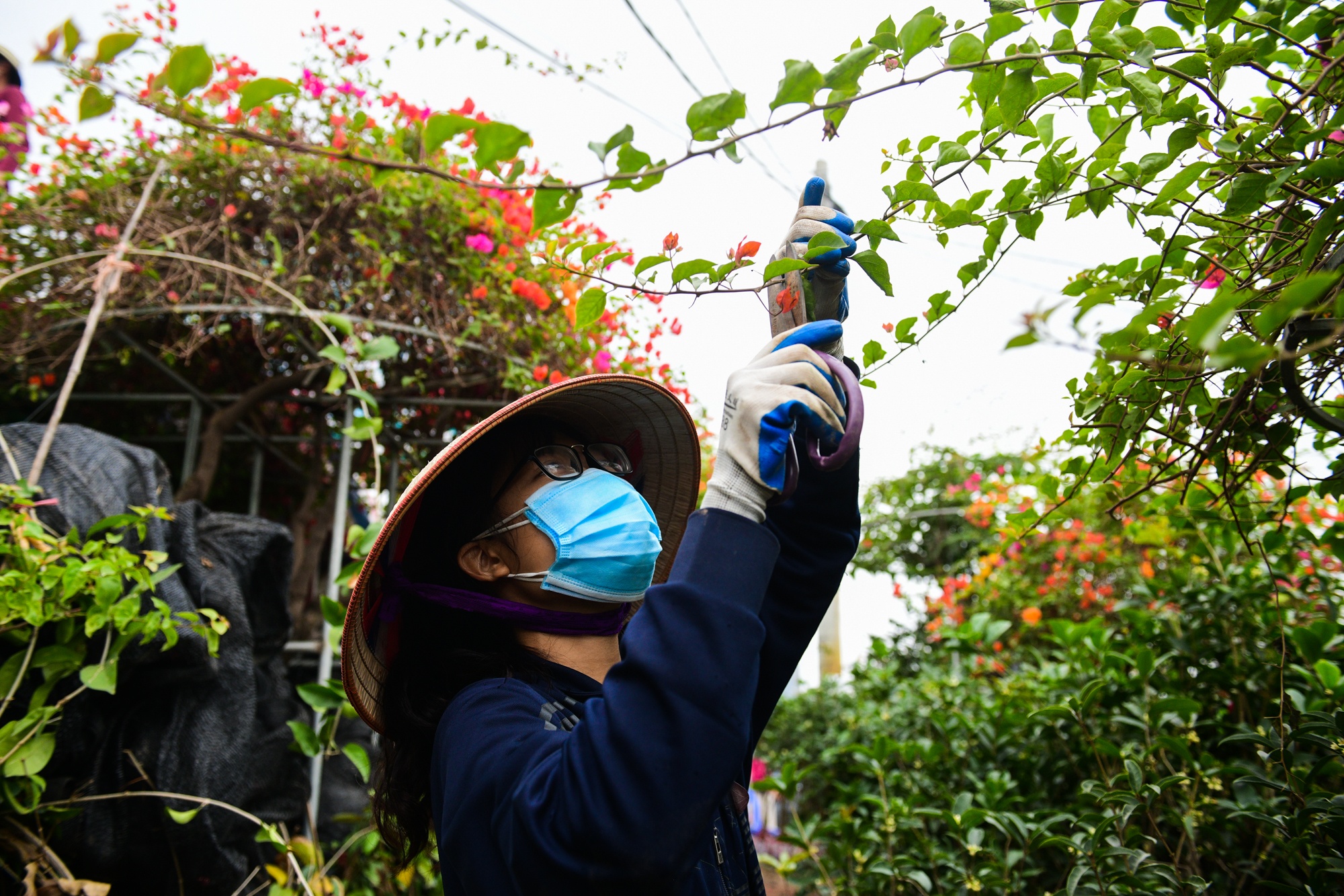 cho cay canh dip Tet,  buoi dien canh anh 8