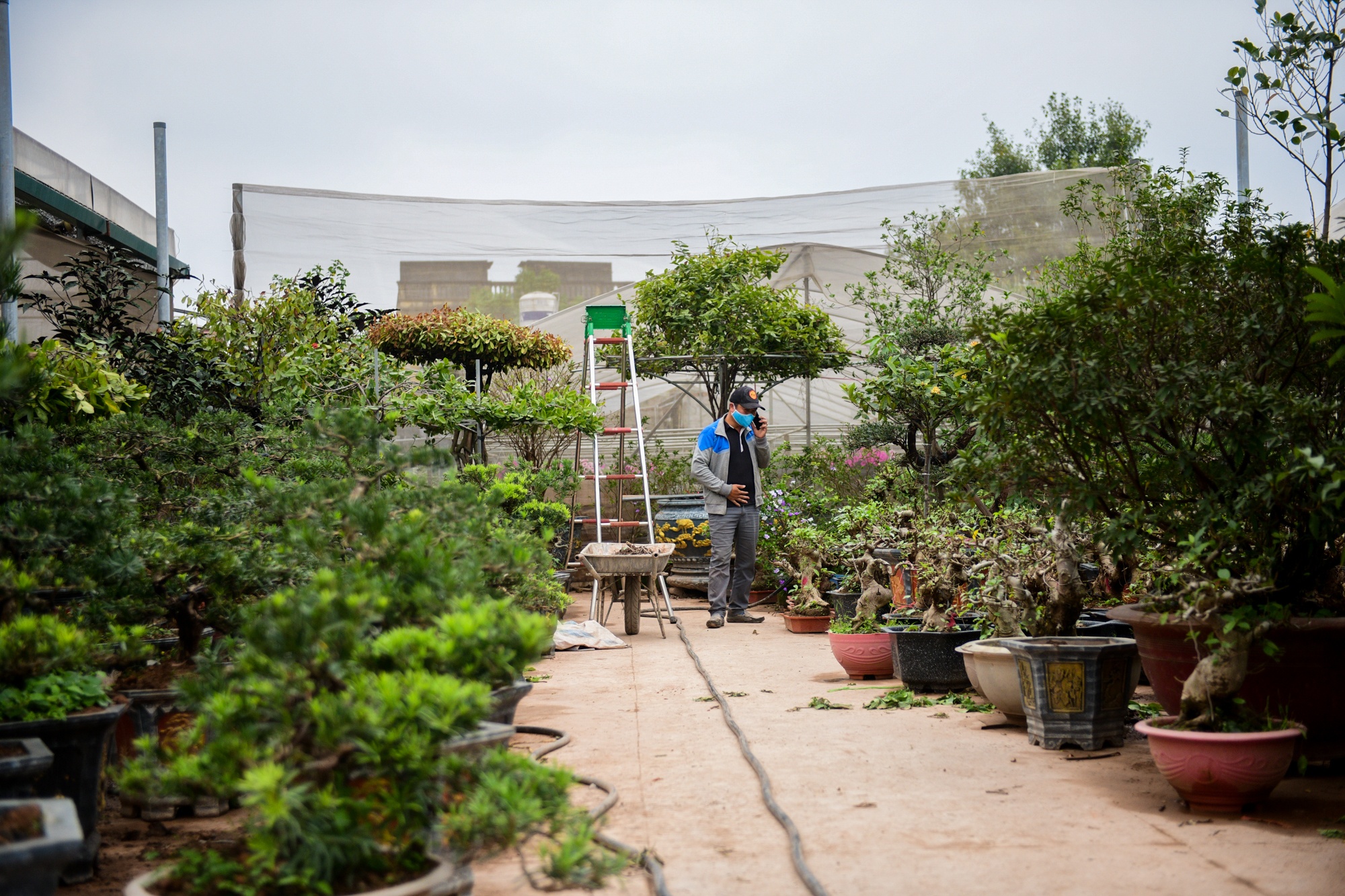 cho cay canh dip Tet,  buoi dien canh anh 5
