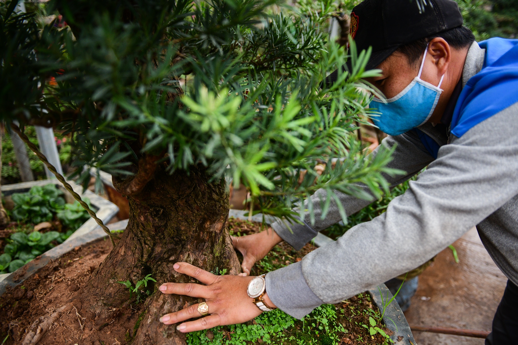 cho cay canh dip Tet,  buoi dien canh anh 6