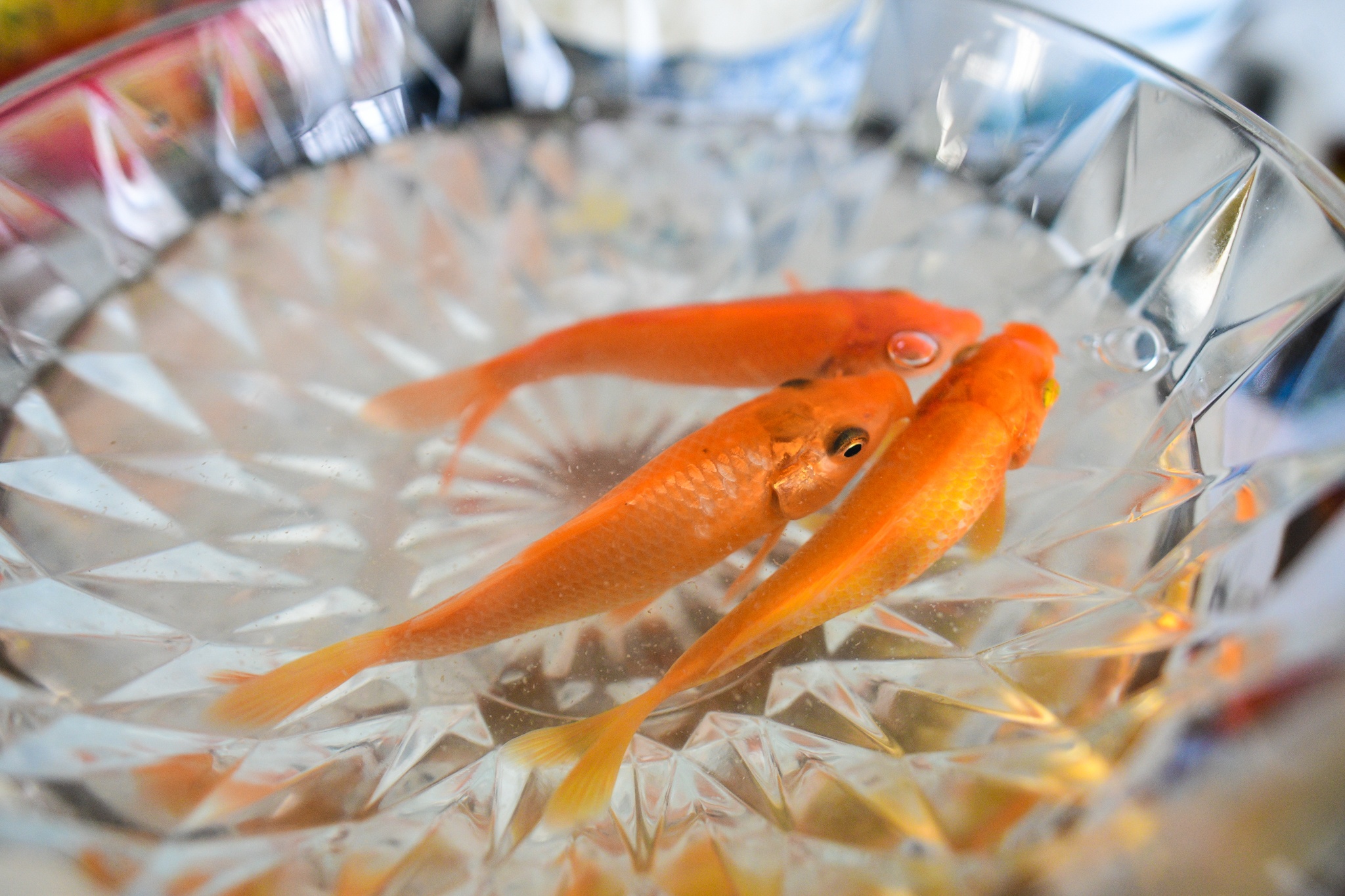 vo chong tre sam Tet,  Tet Nguyen dan,  mua sam dip Tet anh 12