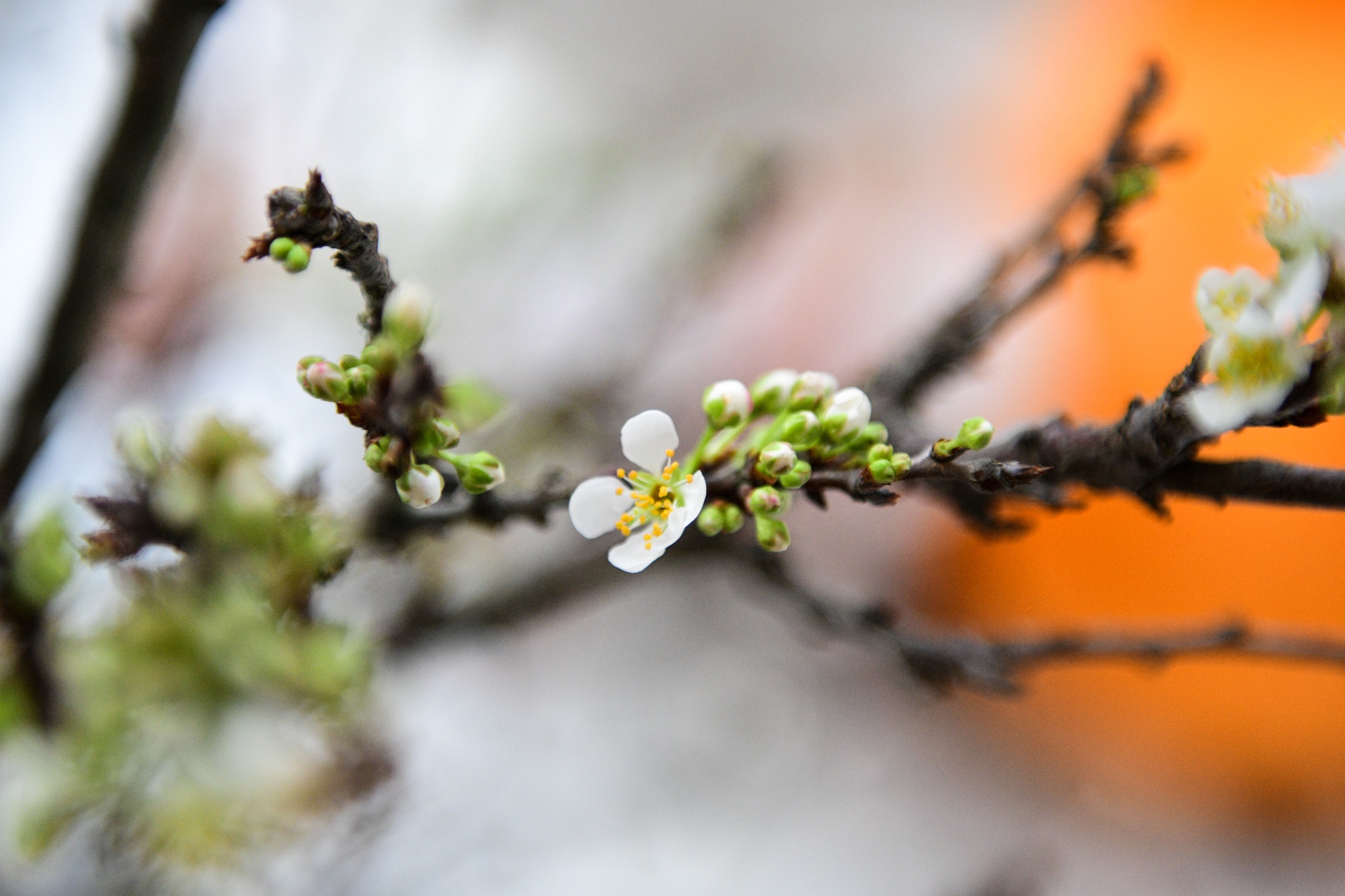 vo chong tre sam Tet,  Tet Nguyen dan,  mua sam dip Tet anh 44