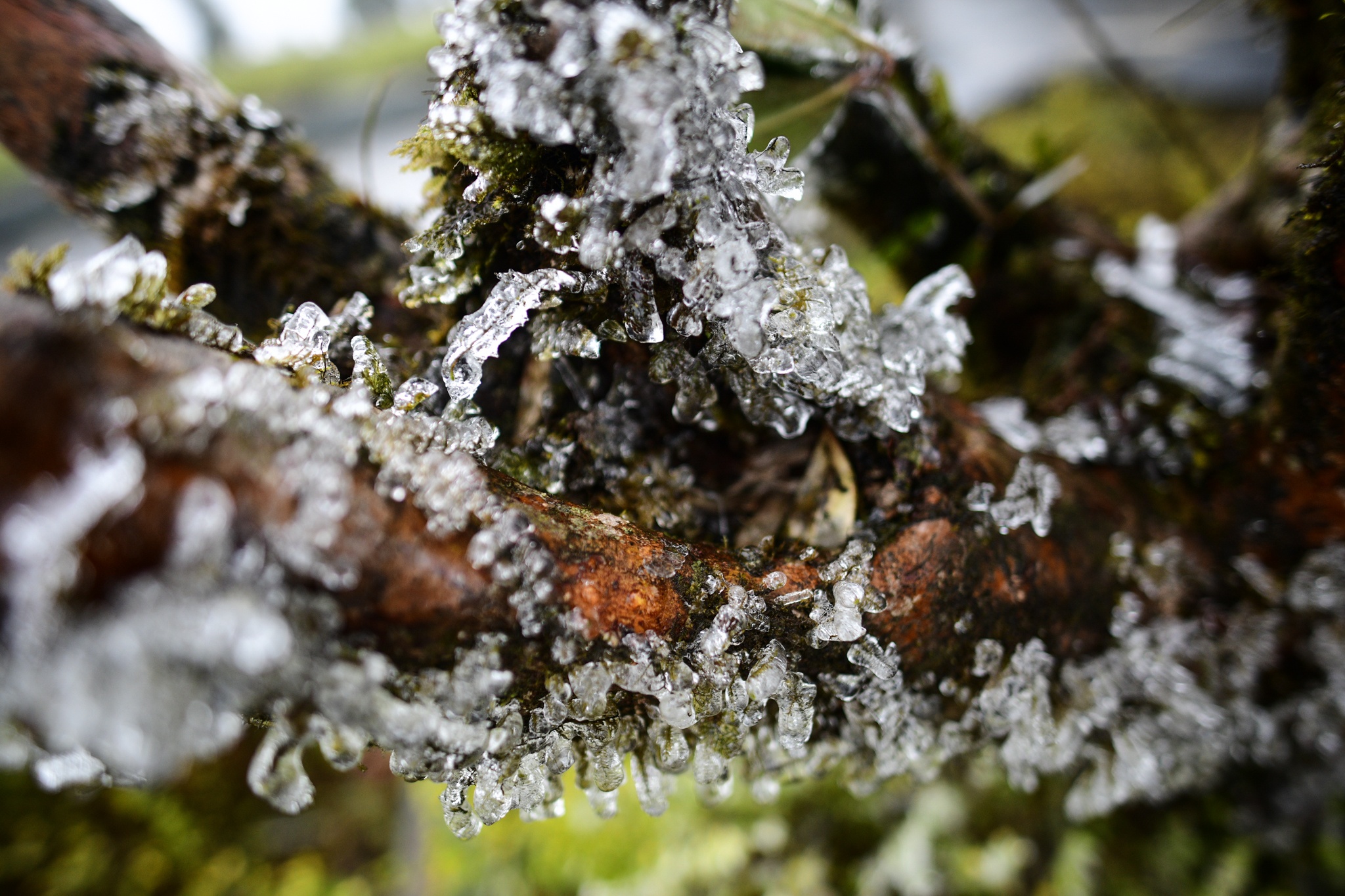 xuat hien bang tuyet,  vung nui cao,  deo O Quy Ho anh 10