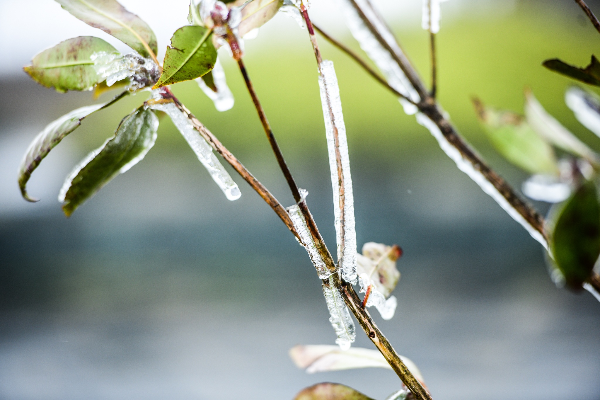 xuat hien bang tuyet,  vung nui cao,  deo O Quy Ho anh 3