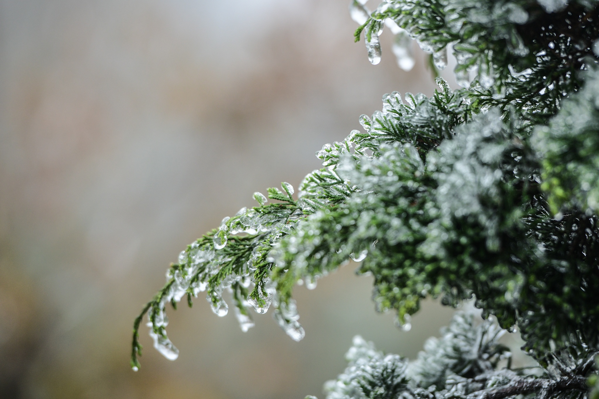 xuat hien bang tuyet,  vung nui cao,  deo O Quy Ho anh 4