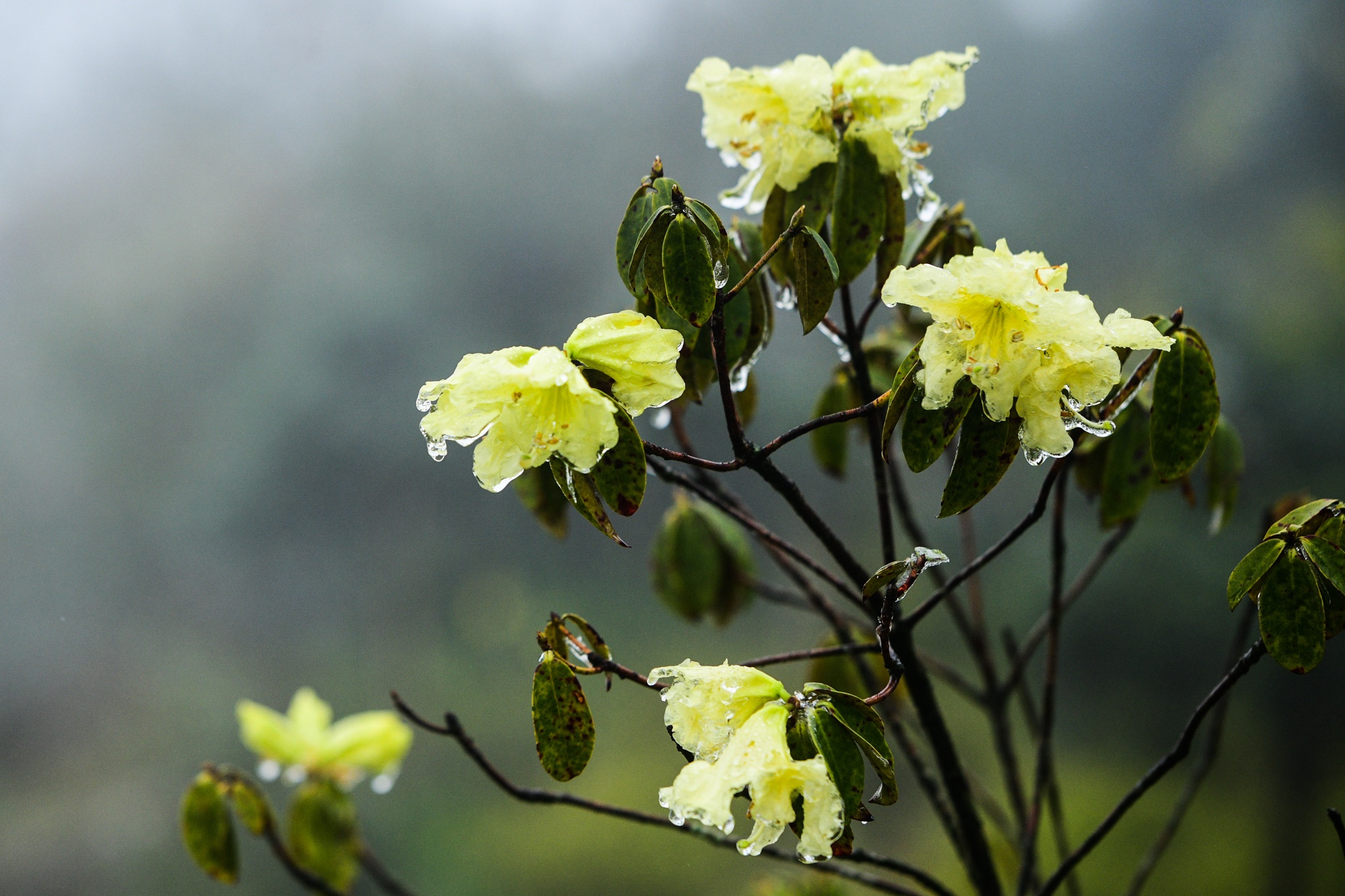 xuat hien bang tuyet,  vung nui cao,  deo O Quy Ho anh 6