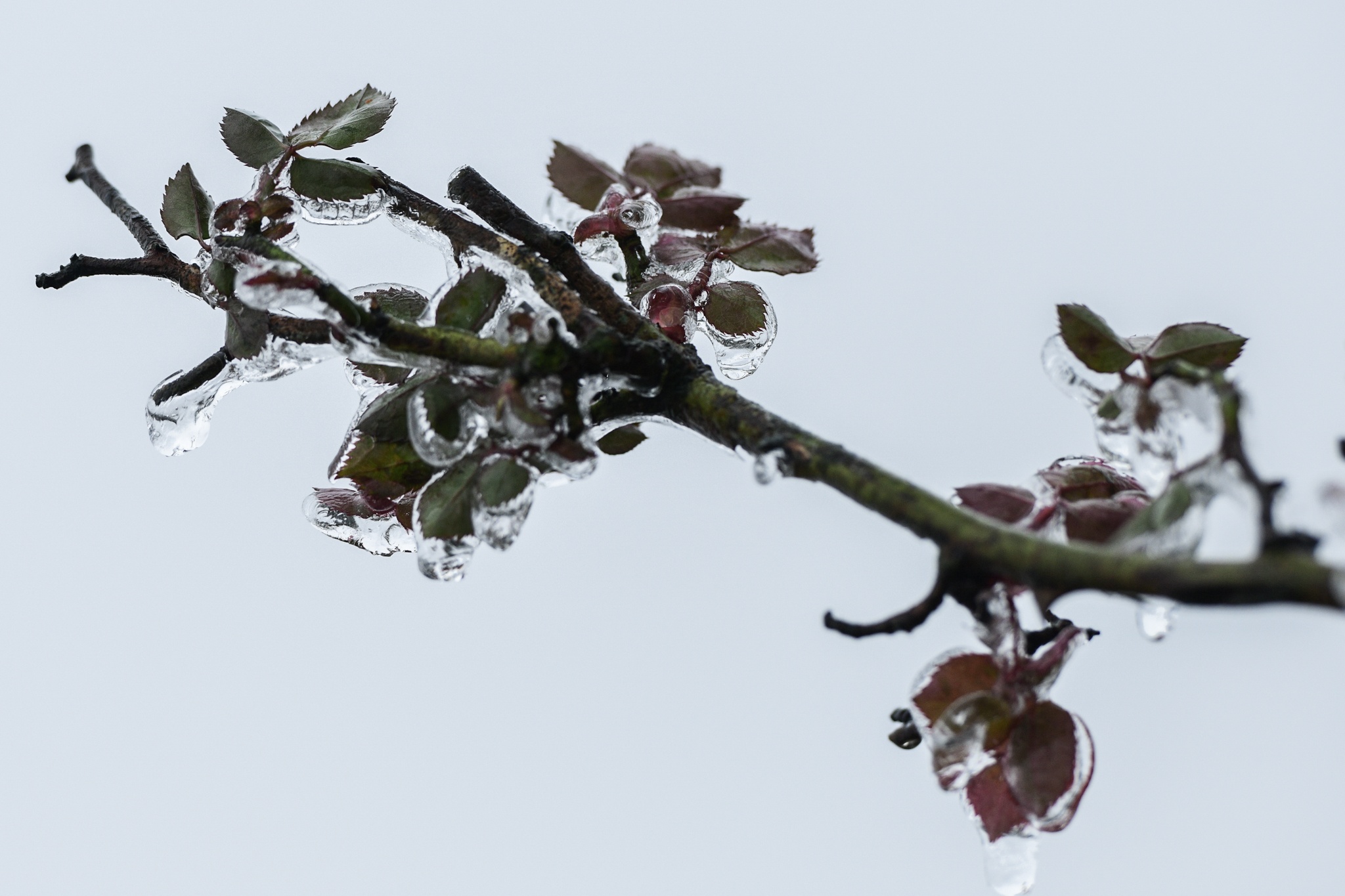 xuat hien bang tuyet,  vung nui cao,  deo O Quy Ho anh 5