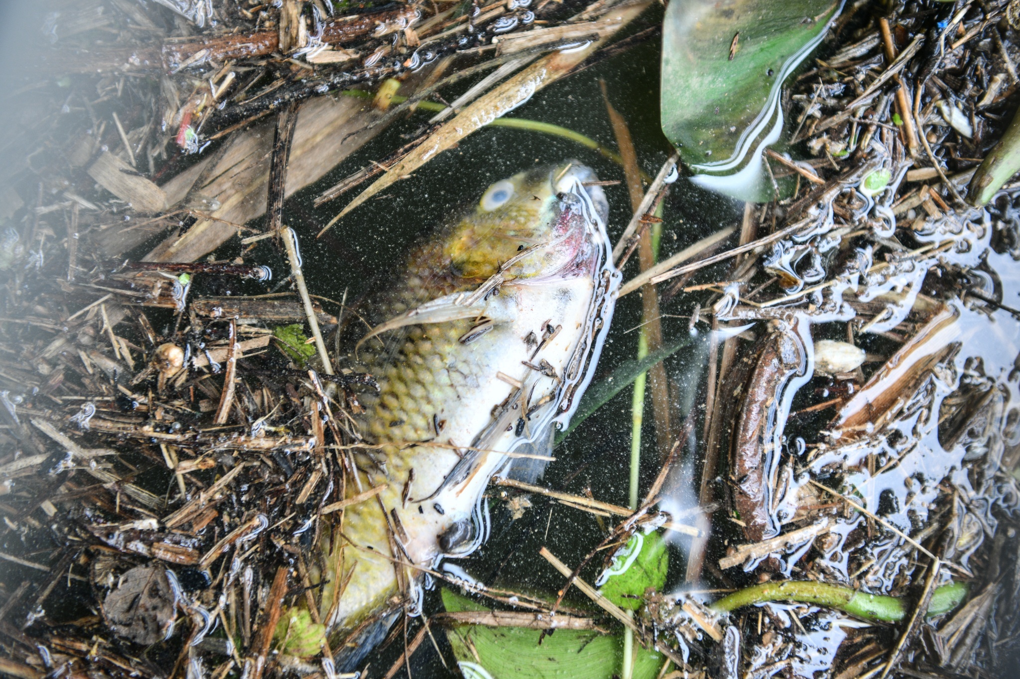 Dan nom nop lo tai san 'doi non ra di' khi thuy dien Hoa Binh xa lu anh 8