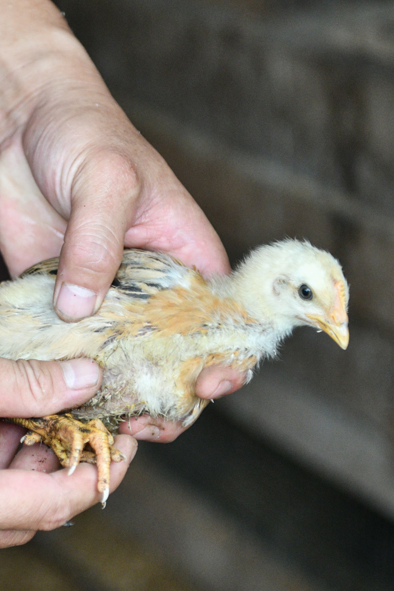 huong dan vien du lich,  du lich quoc te,  bay quoc te anh 10