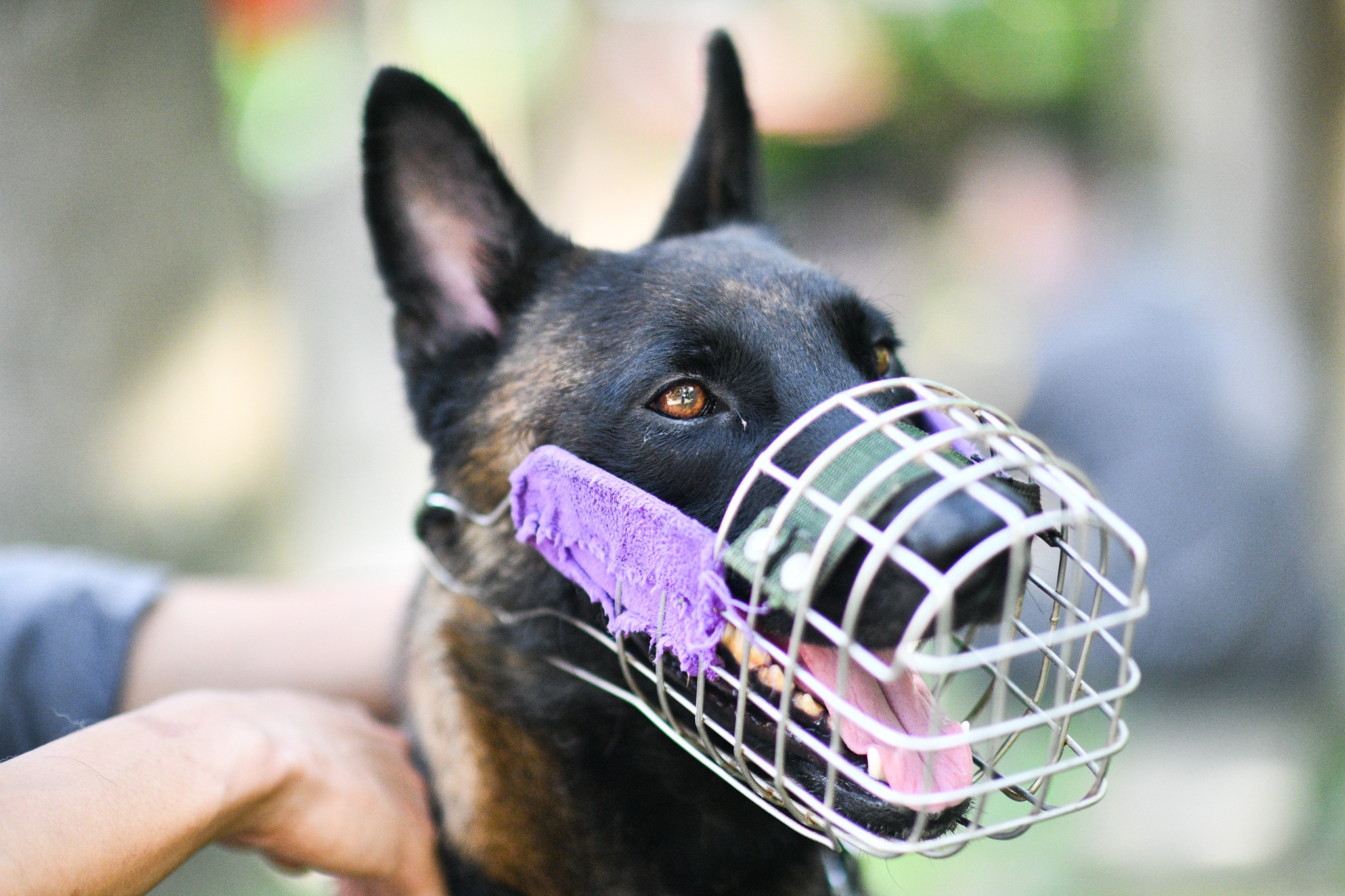 Cho nghiep vu tran ap toi pham anh 11