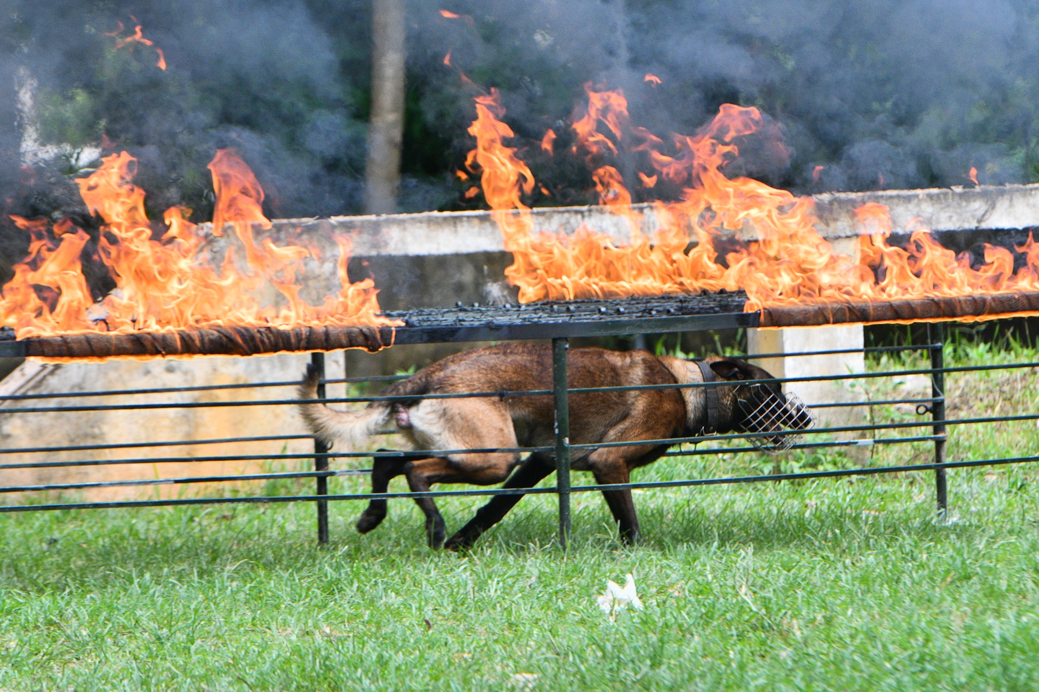 Cho nghiep vu tran ap toi pham anh 6