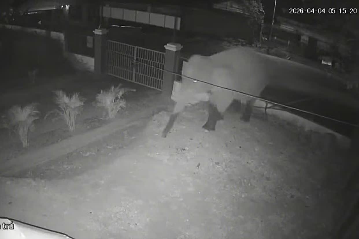 Voi rung pha rao anh 1