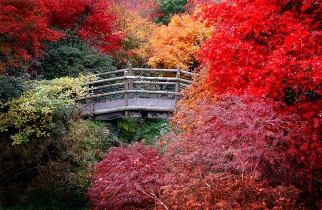 Mua thu thien duong o nuoc Anh hinh anh