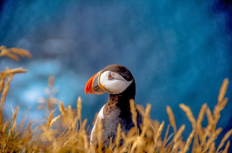 Ngam chim tai vach da Iceland hinh anh