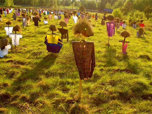 Canh dong bu nhin o Phan Lan hinh anh