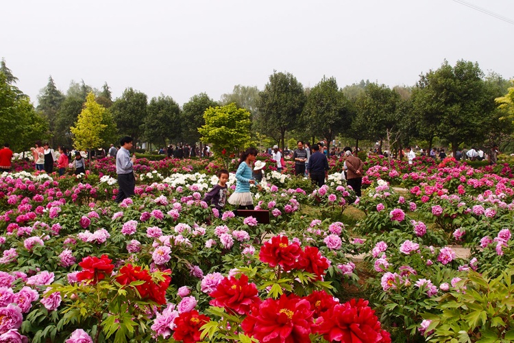 Vào mùa hoa mẫu đơn, cả thành phố Lạc Dương sẽ chìm đắm trong không khí lễ hội tưng bừng. 