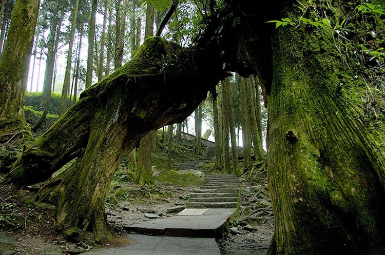 Bắt đầu từ chân núi với rừng Long Nhãn, Tương Tư, Quế Trúc, dần chuyển sang thực vật nhiệt đới. Men theo thế núi, cảnh trí sẽ dần chuyển sang vành đai rừng ôn đới với rừng Chương Mộc, Nam Mộc và Liễu Sam, lên cao hơn nữa sẽ là Thiết Sam, Tùng Hoa Sơn, Sam Đài Loan và Hồng Cối…