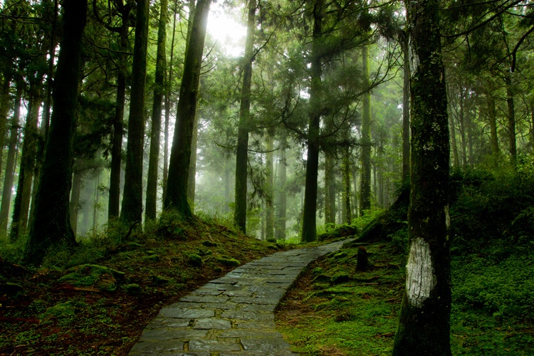 Ngoài việc ngắm hoa anh đào, du khách còn có cơ hội khám phá rừng nguyên sinh trên núi với hệ thực vật phong phú, gồm rừng lá rộng cận nhiệt đới đến rừng lá kim ôn đới. 