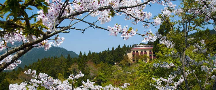 Đến với A Lý, nếu muốn có một cuộc gặp gỡ đầy bất ngờ và lãng mạn với đom đóm, hãy lưu lại ở các nhà nghỉ trên núi để tham quan rừng về đêm. 