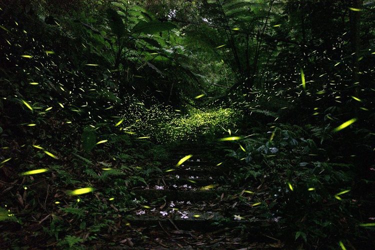 Núi A Lý bốn mùa đều có đom đóm, nhưng từ tháng 3 đến tháng 6 mới là mùa đom đóm sinh sản, khi ấy khắp núi rừng, mọi ngõ ngách đều có thể bắt gặp ánh sáng lung linh, huyền ảo của đom đóm. Đom đóm ở núi A Lý không chỉ nhiều mà còn có tới hơn 23 chủng loại, chiếm đến 1/3 số lượng đom đóm ở Đài Loan.