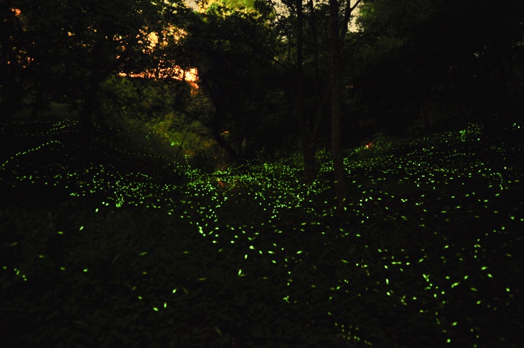 Đi giữa rừng đom đóm, bạn có cảm giác như lạc vào một vùng trời đầy sao, sao trôi bồng bềnh, lấp lánh vây quanh, cảm giác như có thể với tay ra là nắm bắt được. Đắm chìm trong rừng đêm A Lý, bạn mới có thể cảm nhận được vẻ đẹp huyền diệu của thiên nhiên, nhờ đó rũ bỏ bớt lo toan bộn bề của cuộc sống hiện đại sôi động ở thành phố phía dưới chân núi. 