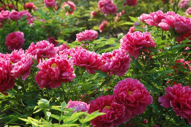 Tượng trưng cho sự giàu có, sắc đẹp, viên mãn, phồn vinh…, nên hoa mẫu đơn luôn chiếm vị trí quan trọng trong đời sống tinh thần của người dân Lạc Dương nói riêng và Trung Hoa nói chung.  