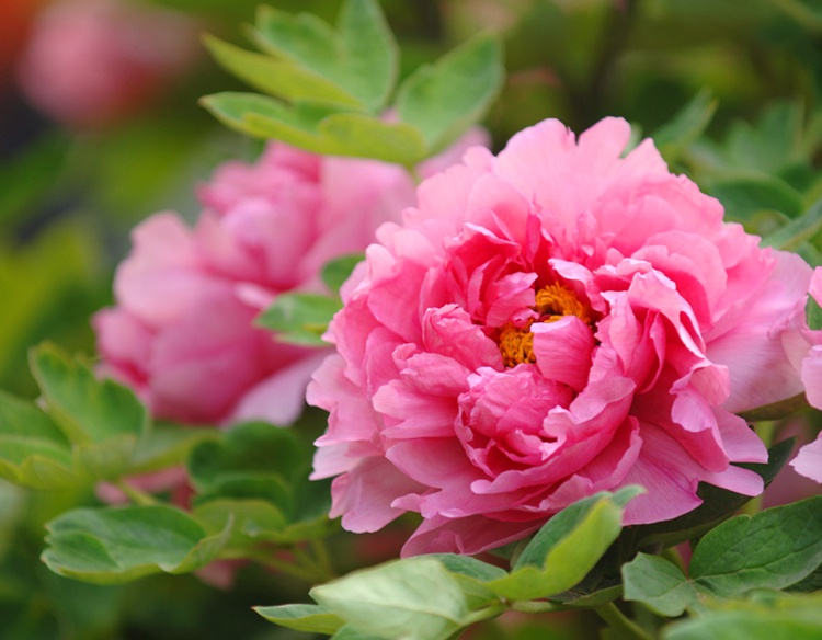 Vào thời nhà Tống, hoa mẫu đơn đã được phong là “Hoa vương”. Đến năm 2010, loại hoa này chính thức được chọn là “Quốc hoa” của Trung Quốc.