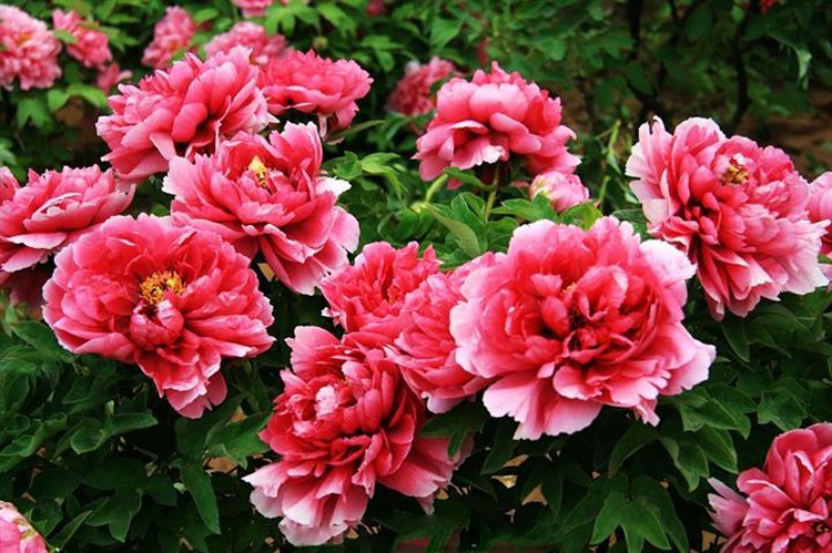 Mùa hoa mẫu đơn tại Lạc Dương thường kéo dài trong khoảng 40 ngày, từ đầu tháng 4 đến thượng tuần tháng 5.