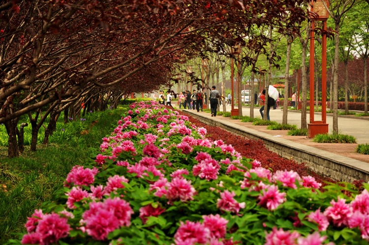  Hoa viên Thần Châu nằm đối diện với chùa Bạch Mã, là di tích lịch sử nổi tiếng cách thành phố Lạc Dương 5 km. Cả hoa viên rộng 40 ha quy tụ hơn 1021 loại hoa mẫu đơn.