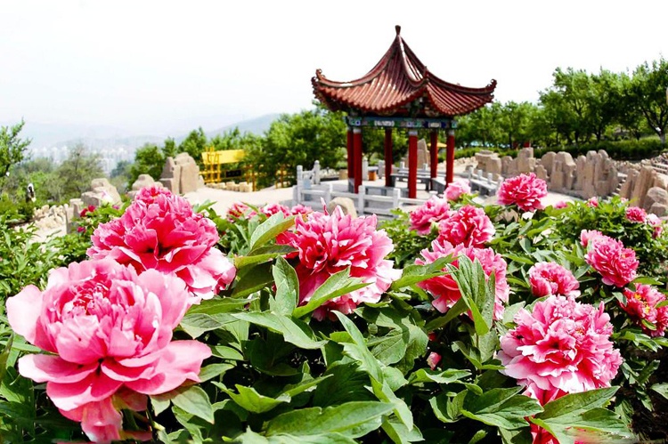 Thang 4 den Lac Duong say trong sac hoa mau don hinh anh