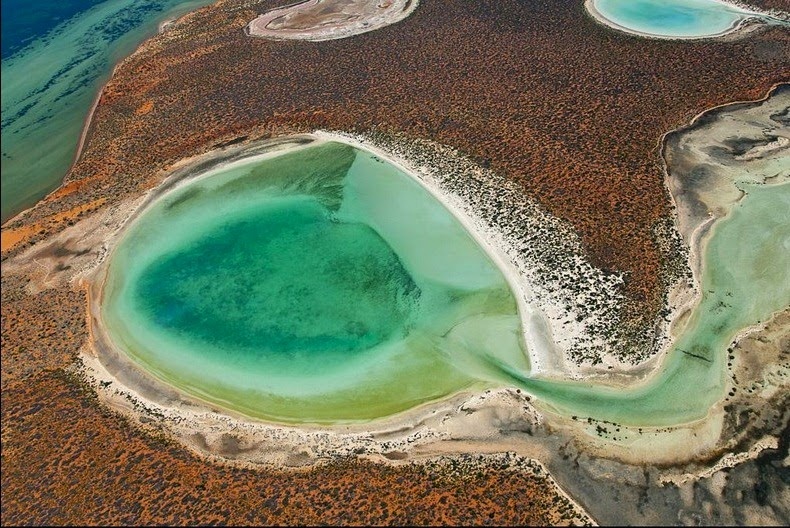 Vào thời gian này hồ Birridas tràn ngập tôm biển, cua móng ngựa và những loài không xương sống khác. Hồ Birridas mang đến một bữa tiệc hoành tráng cho những loài chim lội săn mồi như dẽ cổ hung và chim limosa lapponica di cư từ vùng đất Siberia xa xôi đến vịnh Cá Mập. 
