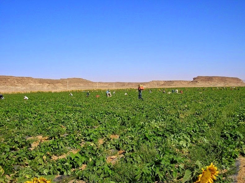 Kỹ thuật của công ty rất thành công mà bây giờ trang trại sản xuất một phần lớn thực phẩm cung cấp cho Jordan. Thực phẩm thu hoạch từ trang trại được chở bằng xe tải về phía bắc qua sa mạc đến thủ đô Amman và các địa điểm khác trong quốc gia qua hàng trăm cây số.