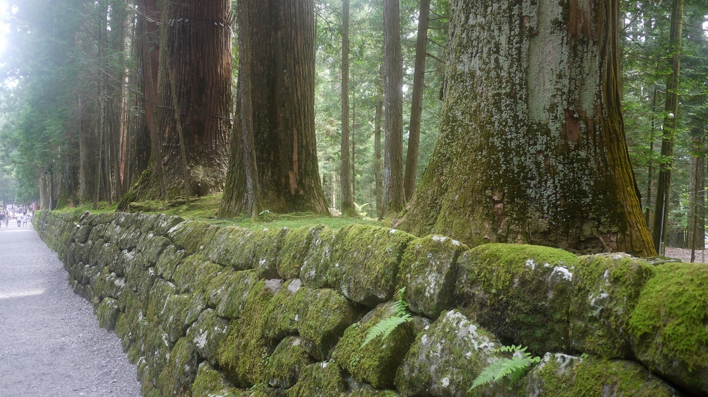 Với những chính sách hiện đại hóa của thời Minh Trị, công trình dân dụng đã được thực hiện trên toàn quốc. Trong thời gian này, hàng ngàn cây tuyết tùng bị chặt để bảo trì đường bộ. Hơn nữa, kế hoạch đã được soạn thảo để thực hiện công cuộc khai thác gỗ ở đại lộ tuyết tùng với quy mô lớn cho mục đích tái thiết tài chính, nhưng may mắn thay điều này đã dừng lại.