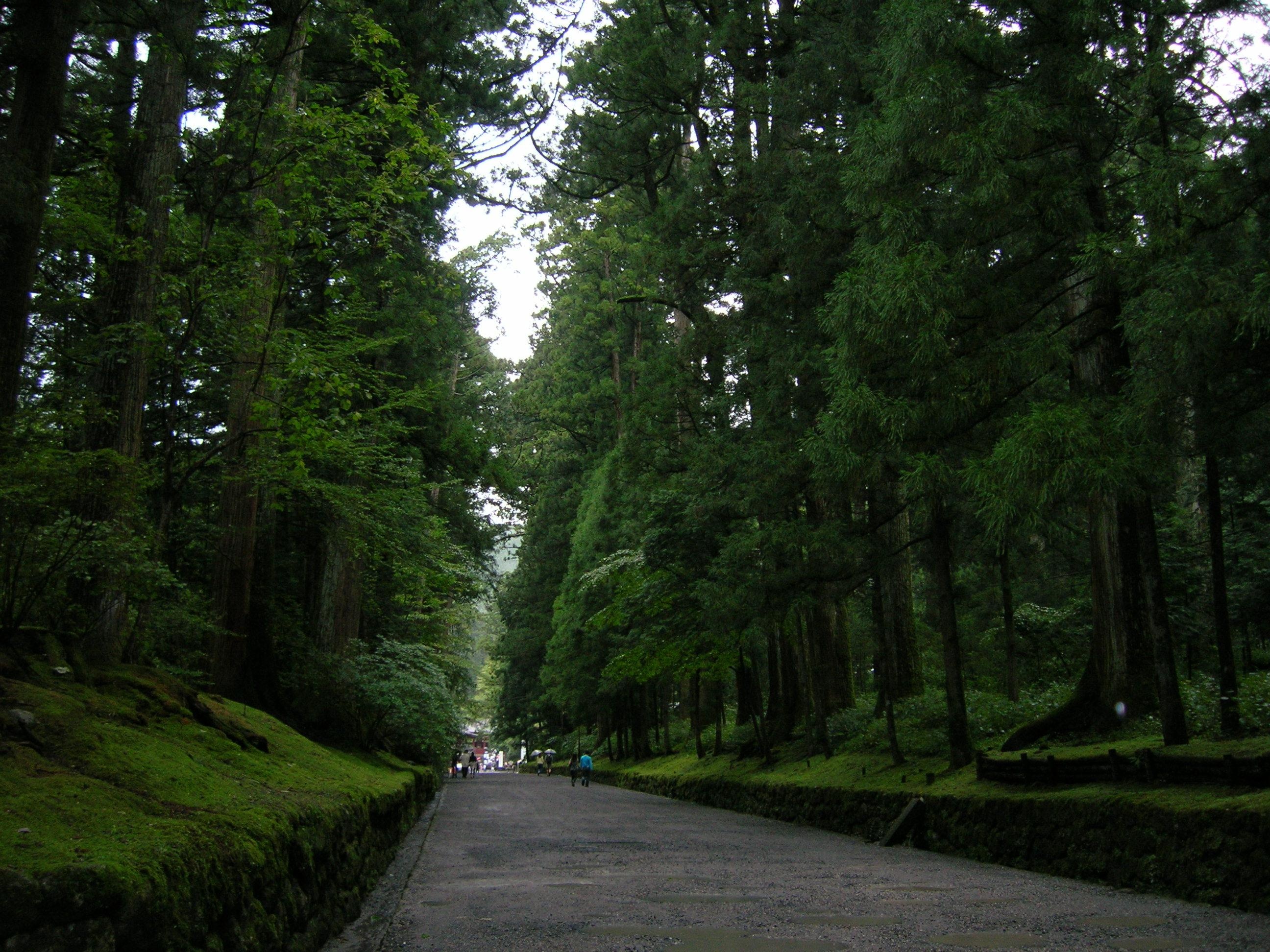 Dai lo cay tuyet tung dai nhat the gioi hinh anh