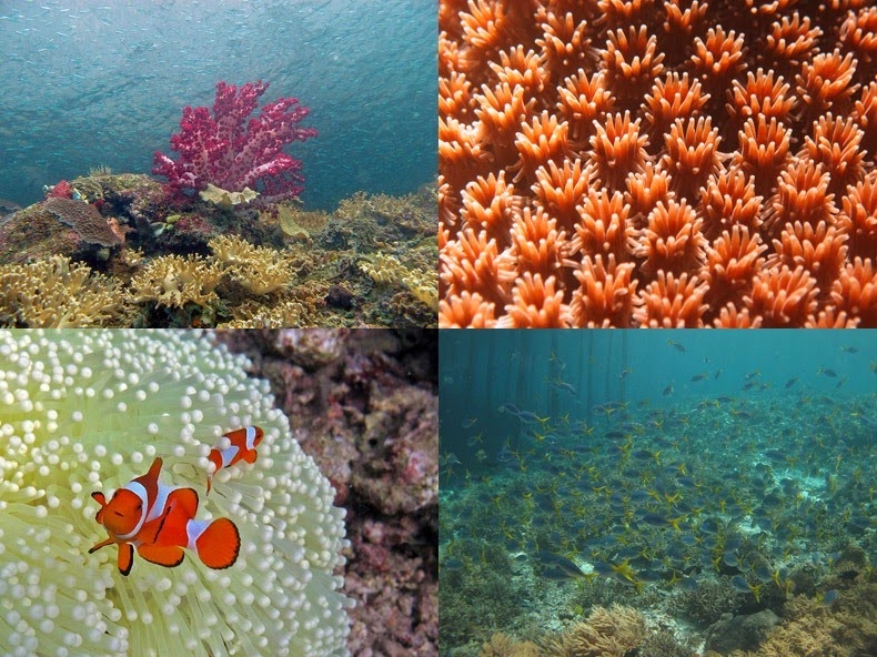 Nằm ở trung tâm của thế giới là đa dạng sinh học của rạn san hô, Raja Ampat sở hữu hệ sinh thái rạn san hô phong phú nhất trên thế giới.