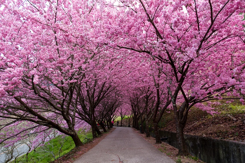 Dam minh voi canh sac thien nhien ruc ro tai Duong Minh Son hinh anh