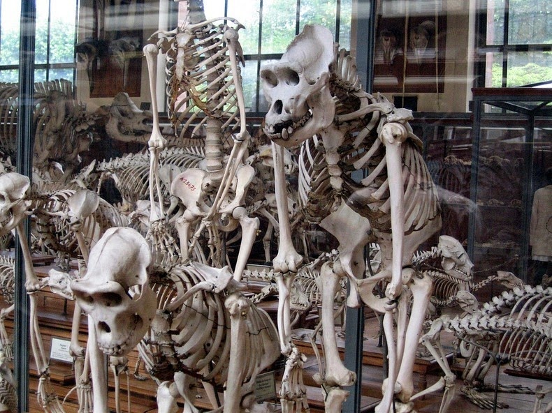 Bảo tàng Lịch sử Tự nhiên được chính thức thành lập vào năm 1793 trong thời gian diễn ra cuộc cách mạng Pháp. Trong thế kỷ 19, người ta xây dựng thêm phòng trưng bày như phòng cổ sinh vật học bằng kính, phòng thực vật học và khoáng vật học với nhà kính, chuồng chim và những tòa nhà triển lãm.