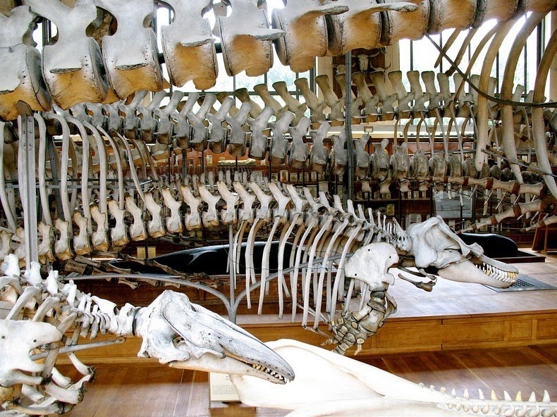 Bảo tàng này được thành lập vào năm 1635 khi bác sĩ của vua Louis XIII bố trí một khu vườn thảo mộc nhỏ mà nó sớm phát triển thành một khu vườn thực vật lớn và sau 15 năm, cách cửa khu vườn đã được mở toang ra cho công chúng viếng thăm. 