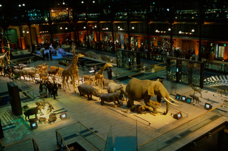 Một cảnh tượng thú vị khác tại bảo tàng là phòng trưng bày khổng lồ về sự tiến hóa. Đây là một trong những nơi mà du khách được giới thiệu những câu chuyện về sự tiến hóa của nhiều loài khác nhau thông qua hàng chục mẫu vật nhồi bông.