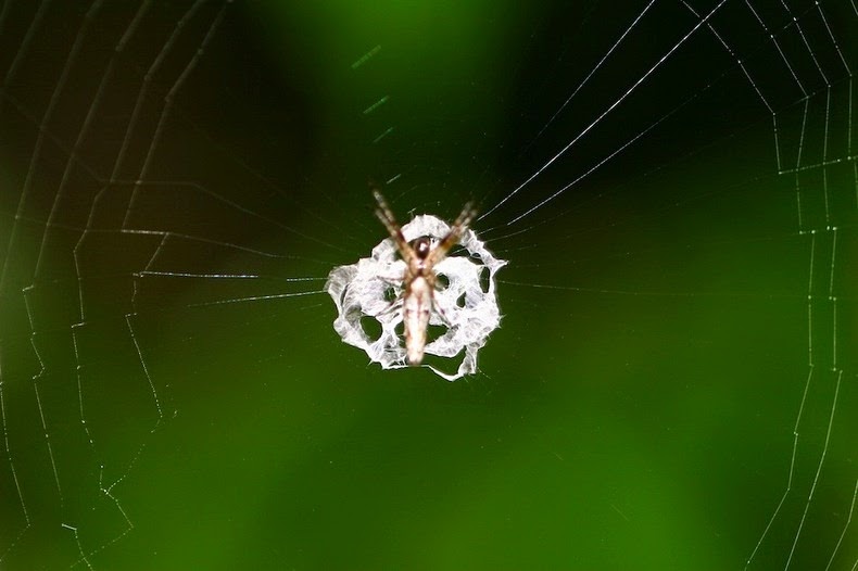 Một số loài động vật có khả năng ngụy trang với môi trường xung quanh để tránh kẻ thù hay con mồi phát hiện. Một số mang trên mình hình dạng của chiếc lá hay cuống hoa dài, trong khi một số loài động vật khác lại có sự ngụy trang pha trộn giữa vỏ cây với lá cỏ mà độc hơn hết là loài nhện Cyclosa ginnaga đã chấp nhận ngụy trang theo cách tồi tệ nhất.