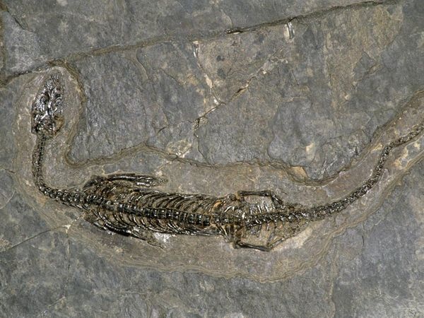 Các nhà nghiên cứu cho biết việc phát hiện ra hóa thạch ở sông băng Chile là một trong những địa điểm hàng đầu mà phơi bày ra loài bò sát biển thời kỷ Phấn trắng trên toàn thế giới. Nhưng để tiếp cận được địa điểm hóa thạch này là một nửa trận chiến. Để đến được sông băng, nhóm nghiên cứu đã phải lái xe trong năm giờ liên tục rồi lại đi bộ từ 10 đến 12 tiếng đồng hồ để tìm chỗ cắm trại và sau đó đi bộ thêm một, hai giờ nữa để đến gần khu vực nghiên cứu, đôi khi họ gặp trở ngại của thời tiết, những trận mưa đá và tuyết lở khủng khiếp luôn xảy đến.