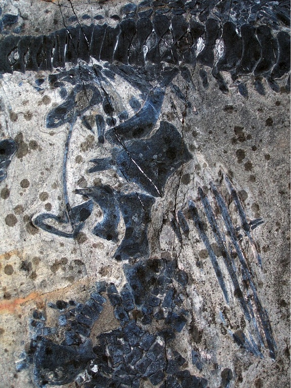 Những bộ xương mới được các nhà nghiên cứu phát hiện gần đây là đến từ giai đoạn còn phôi thai cho tới bộ xương đã trưởng thành. Các loài vật nhiều khả năng bị chết trong một loạt vụ lở đất nghiêm trọng mà thân xát chúng được bảo quản tốt trong những lớp trầm tích lắng sâu dưới đáy biển rồi sau đó, chúng được tiếp xúc với sông băng tan chảy mà các nhà nghiên cứu cho biết trong nghiên cứu được công bố ngày vào 22/5 trên tạp chí Hội Địa chất Bulletin của Mỹ vừa qua.